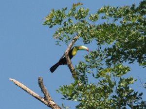 Keel-Billed Toucan