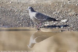 Spot-winged Pigeon