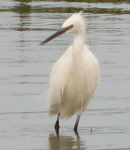 Little Egret