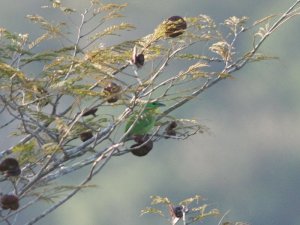 Green Shrike Vireo