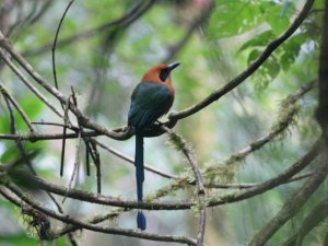 Rufous Motmot