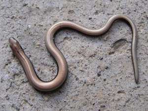 A juvenile/young Slow Worm