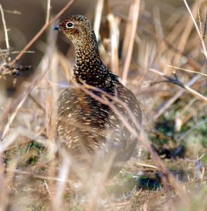 Red Grouse