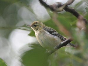 Bay-Breasted Warbler (Female)