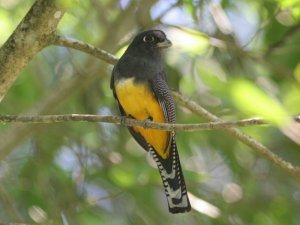 Violaceous Trogon (Female)