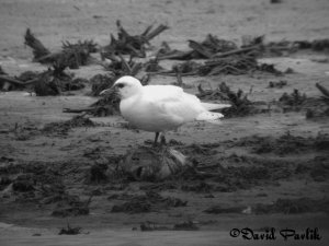 Ivory Gull