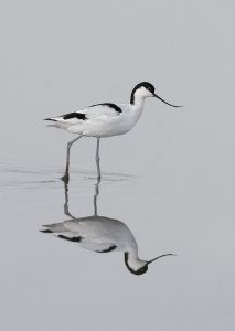 Avocet