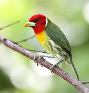 Red-headed Barbet