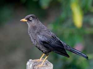 Sooty Robin