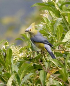 Long-tailed Silky-flycatcher