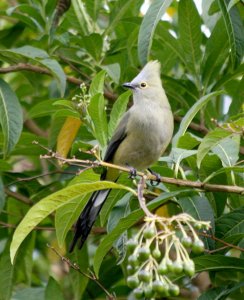 Long-tailed Silky-flycatcher - female