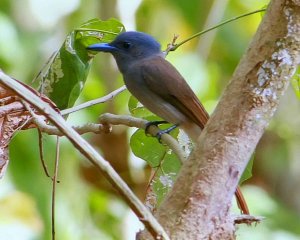 Blue Paradise-flycatcher