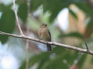 Variable Seedeater (Female)