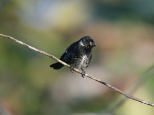 Variable Seedeater (Male)