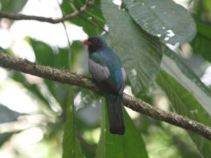 Slaty-Tailed Trogon