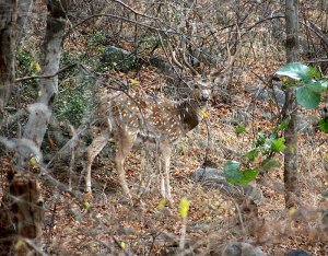 Chital deer