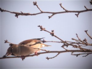 Hawfinch