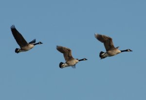 Small flight of Geese