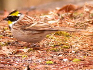 Yellow-throated Bunting