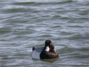 Greater Scaup