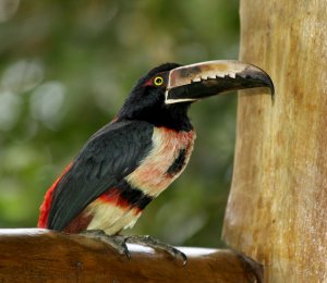 Collared Aracari