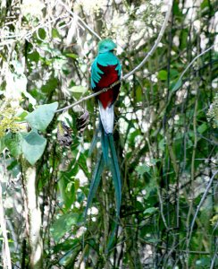 Resplendent Quetzal