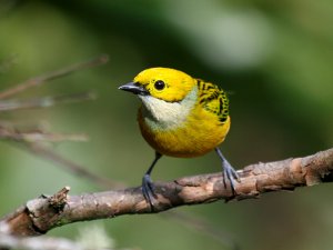 Silver-throated Tanager