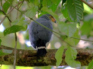 Semiplumbeous Hawk