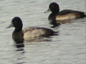 Lssr Scaup