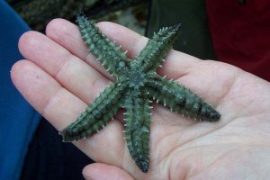 Spiny Starfish
