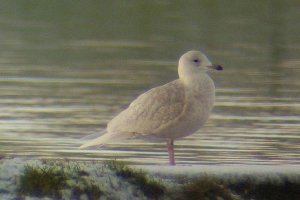 Iceland Gull