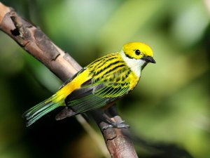 Silver-throated Tanager - side view