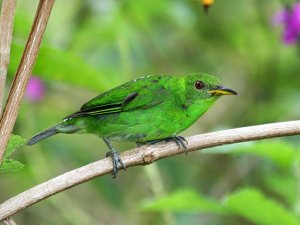 Green Honeycreeper (female)