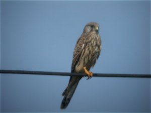 Eurasian Kestrel