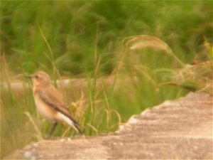 Northern Wheatear