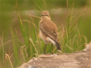 Northern Wheatear