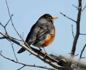 American Robin