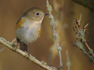 Red-flanked bluetail