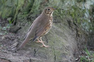 Song Thrush