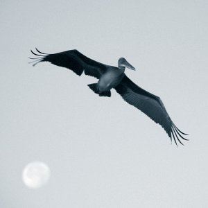 Brown pelican