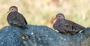 Common Ground Doves