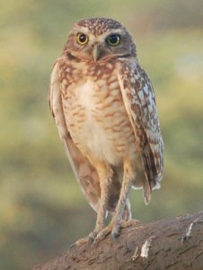 Burrowing Owl