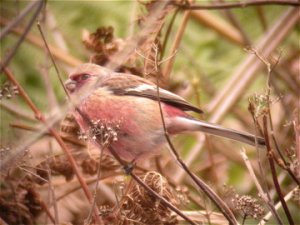 Long-tailed Rosefinch