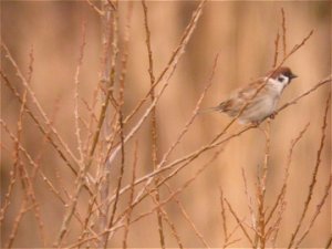 Tree Sparrow