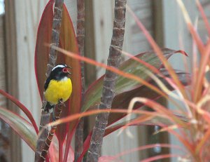 Bananaquit