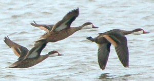 White-cheeked pintails