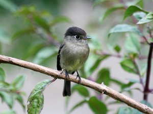 Black-capped Flycatcher