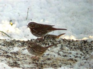 Fox Sparrow