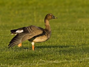 Bean Goose