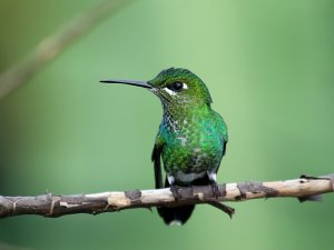 Green-crowned Brilliant (female)